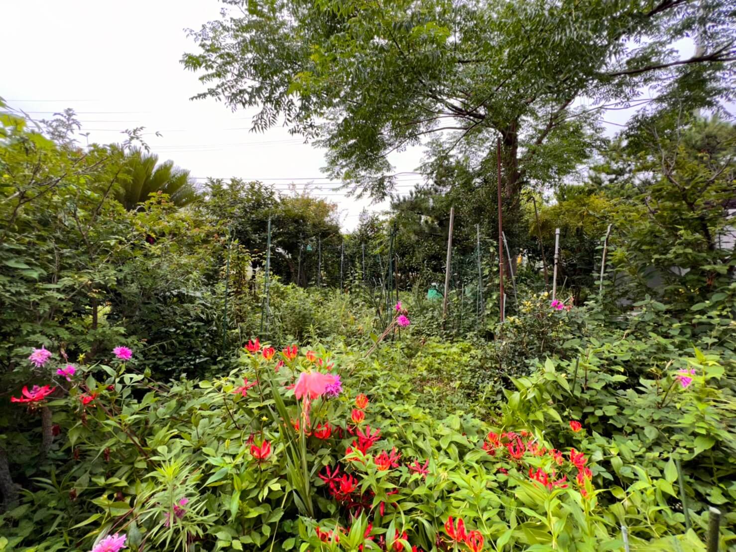 お庭には様々な植物、庭木が数多くありますが管理が行き届かず雑草に埋もれてしまっている花も。